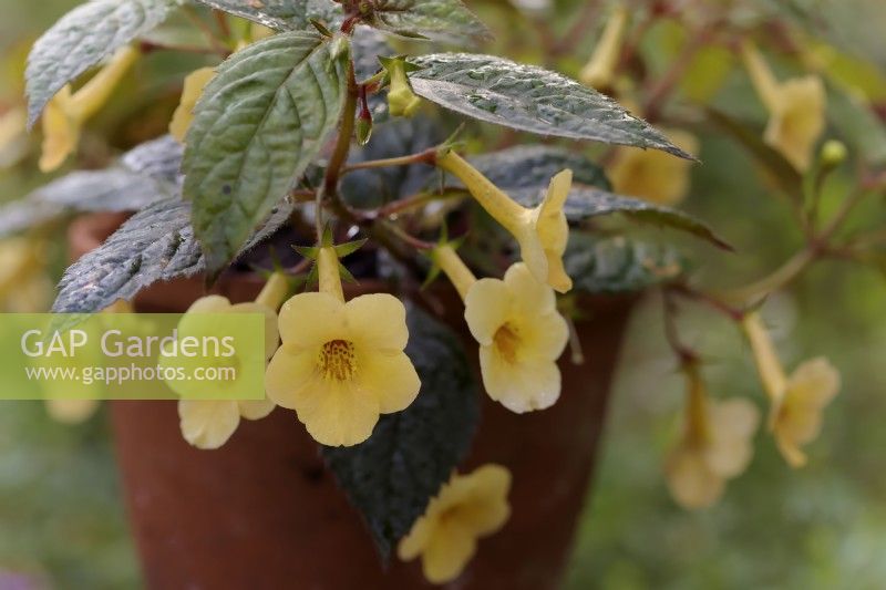 Achimenes Yellow Beauty - Hot water plant