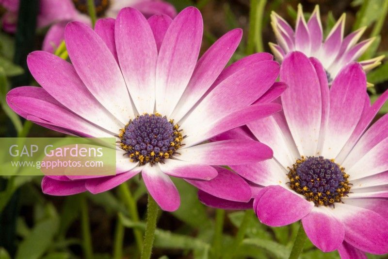 Osteospermum 'Crystal Pink'