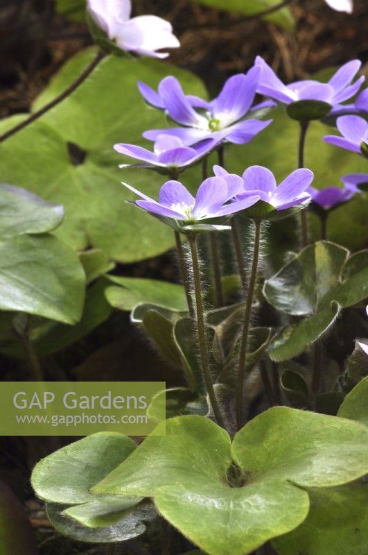 Hepatica x schlyteri Ashwood hybrids. April