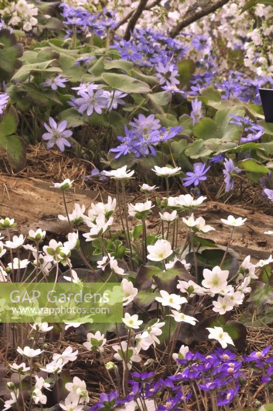 Hepatica x schlyteri Ashwood hybrids on early spring border in woodland garden. April