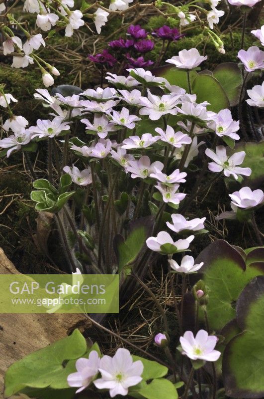 Hepatica x schlyteri Ashwood hybrids. April