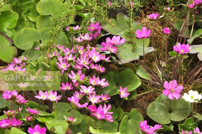 Hepatica x schlyteri Ashwood hybrids. April