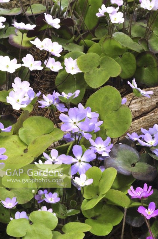 Hepatica x schlyteri Ashwood hybrid in early spring border in woodland garden. April