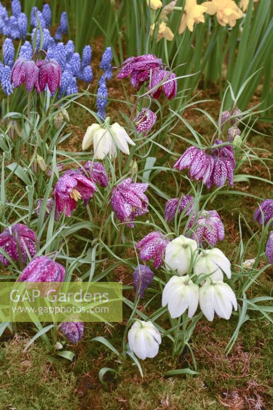 A bed with Fritillaria meleagris. April