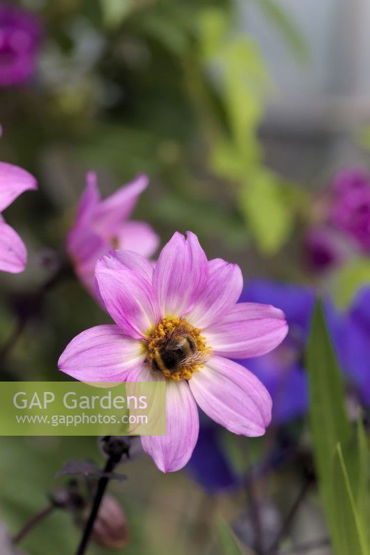 Dahlia Perfect Partner with Bombus pascuorum - common carder bee