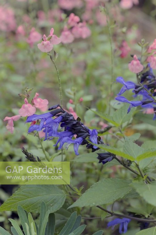 Salvia Blue Suede Shoes with Salvia Salmon Dance