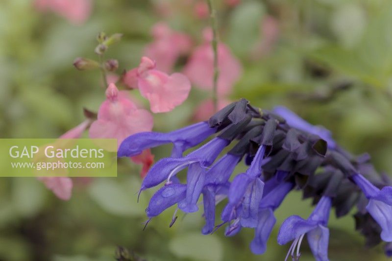 Salvia Blue Suede Shoes with Salvia Salmon Dance