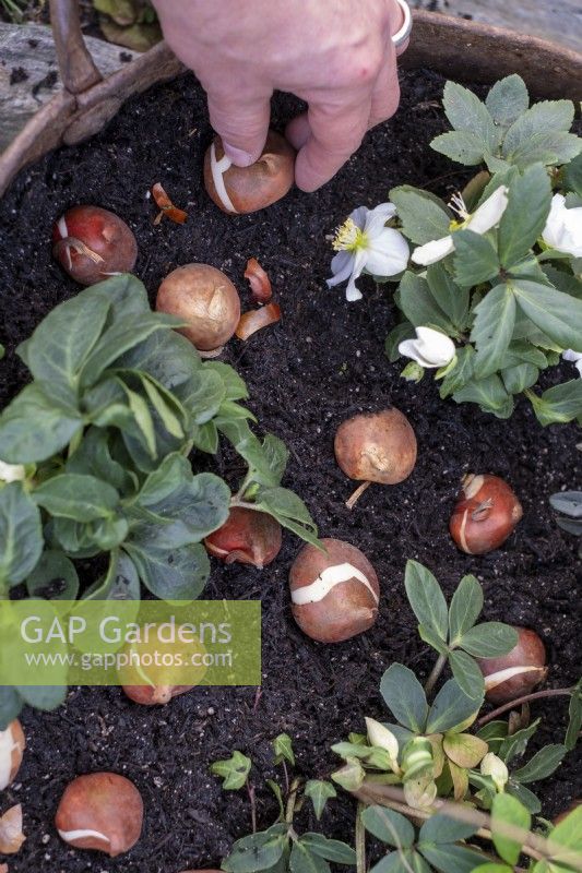 Planting tulip bulbs in a container, amongst Hellebores, winter