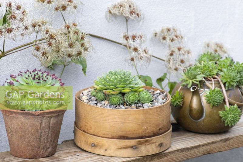 Containers of Sempervivum succulents, houseleeks. Left to right: S. 'Sir William Lawrence', S. 'Limelight' in vintage flour sieve, and S. 'Midas' in vintage brass kettle,