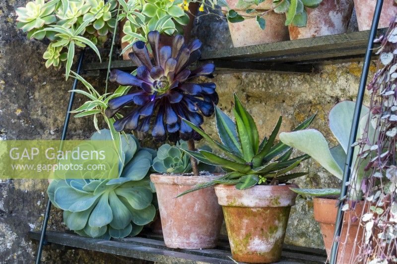 Succulents and cacti in terracotta pots on shelves at Bourton House Garden, Gloucestershire