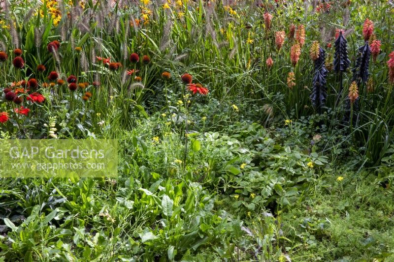 Mixed planting of Fragaria vesca, Plantago major, Kniphofia 'Redhot Popsicle', Echinacea 'Salsa Red' and ornamental grass Pennisetum alopecuroides with a black metal sculpture of red hot poker plants    