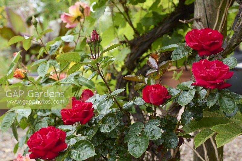 Rosa 'Precious Ruby'