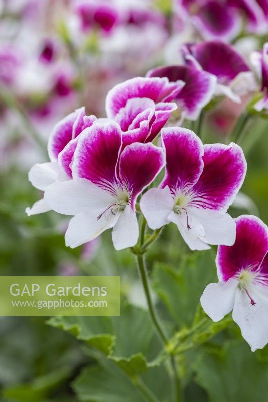 Pelargonium 'Gartendirektor Herman', decorative pelargonium, bears showy pinkish purple and white bicolour flowers.