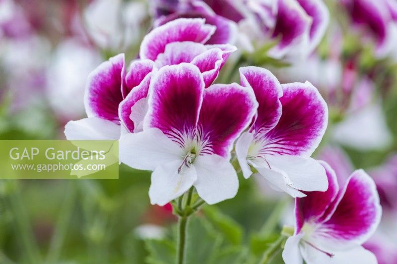 Pelargonium 'Gartendirektor Herman', decorative pelargonium, bears showy pinkish purple and white bicolour flowers.