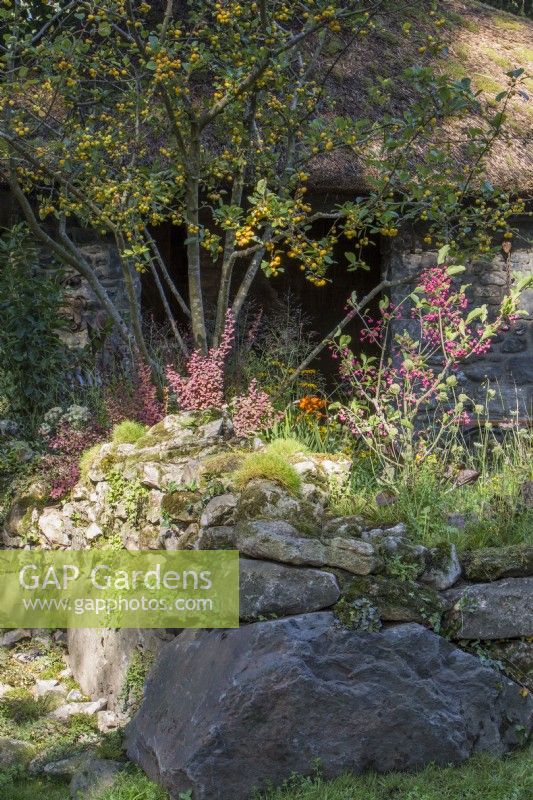 Old mossy drystone wall with Malus 'Winter Gold' crab apple - Euonymus europaeus and Berberis on The Blue Diamond Forge Garden September 2021