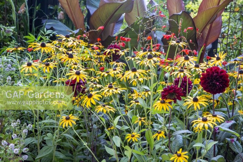 Mixed planting of Dahlia 'Sam Hopkins', Rudbeckia fulgida var. sullivantii 'Goldsturm', Crocosmia 'Lucifer' and Ensete ventricosum 'Maurellii' - Ethiopian black banana