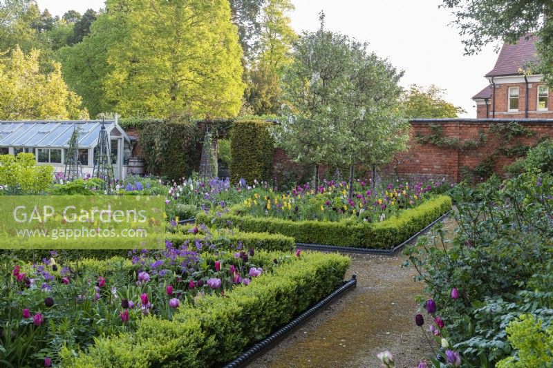 The far box edged bed is planted with a line of pleached 'Evereste' crab apples, above tulips, euphorbia and honesty.