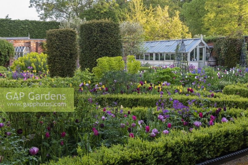 View to an old glasshouse, across a formal parterre arrangement of box edged beds filled with tulips, roses, euphorbia and honesty.