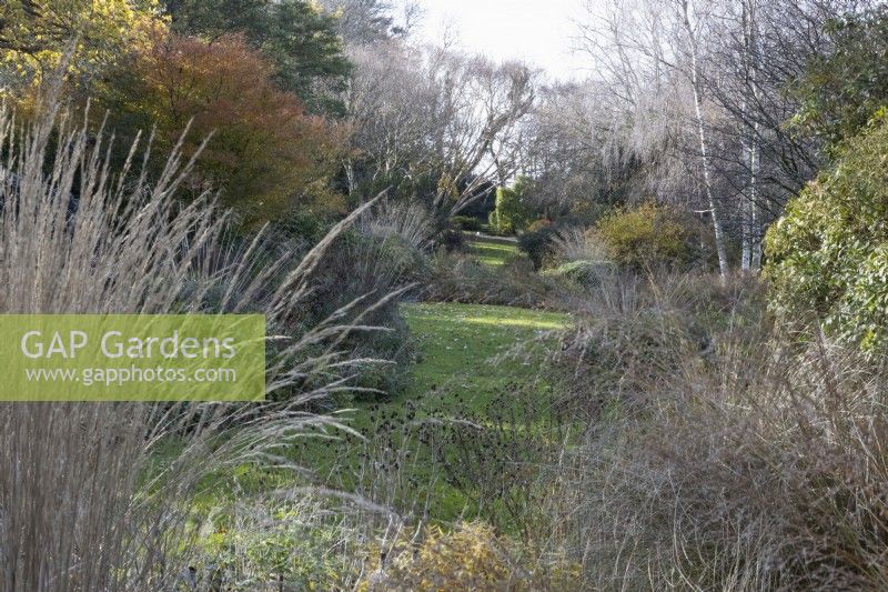 A view between ornamental grasses to a lawn with curving edges and a variety of trees with autumn foliage and colour. The Garden House, Yelverton. Autumn, November