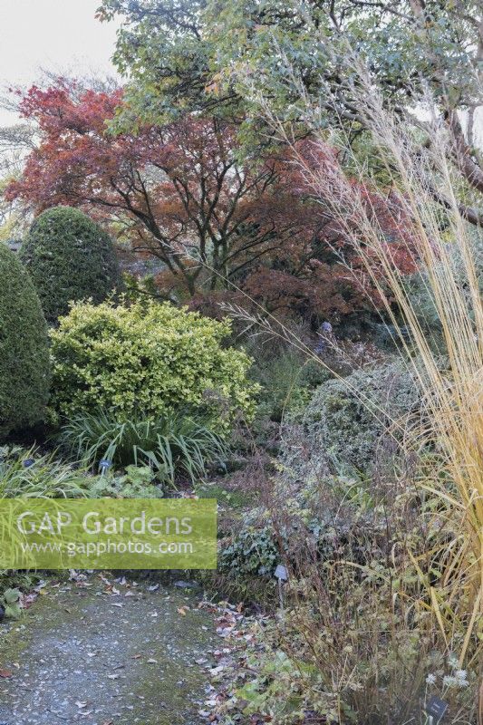 A moss covered path and steps leads up through a variety of shrubs to an acer palmatum Griseum. The Garden House, Yelverton. Autumn, November