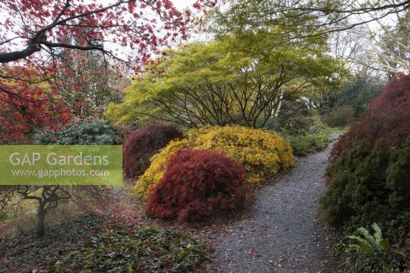 A gravel path curves into an acer glade with a variety of acers in varying autumn colours and foliage. The Garden House, Yelverton. Autumn, November