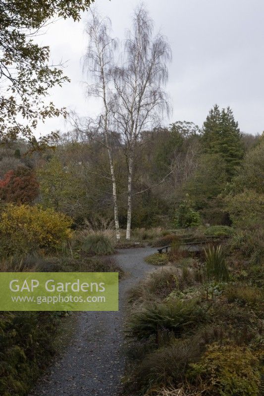 An autumn view across the Quarry Garden with the Cottage Garden in the background, with a winding gravel path through the middle. The Garden House, Yelverton. Autumn, November