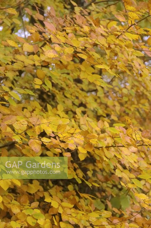 Fagus sylvatica - Beech trees autumn colour in mid November