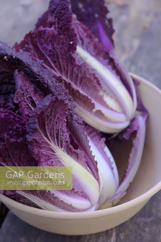 Chinese Cabbage - Brassica rapa Merlot in November