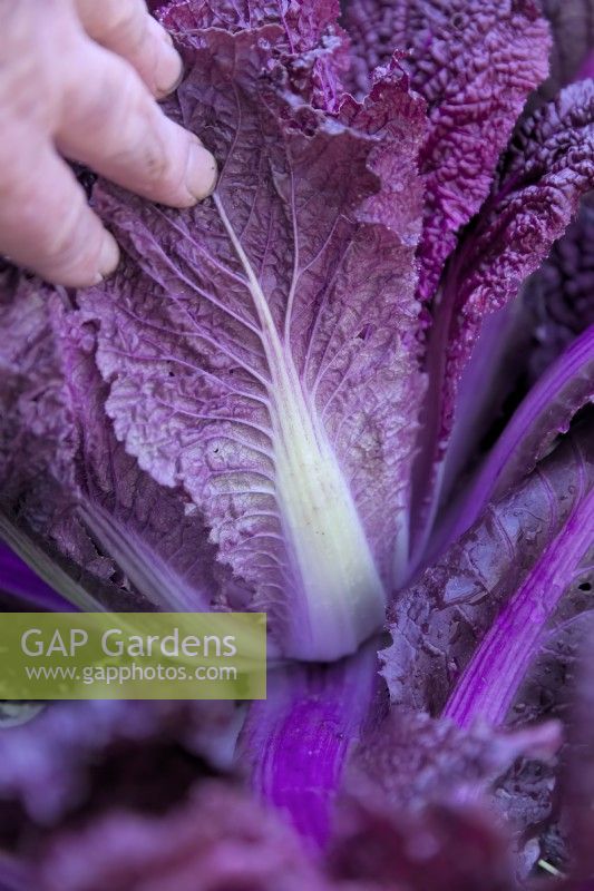 Chinese Cabbage - Brassica rapa Merlot in November