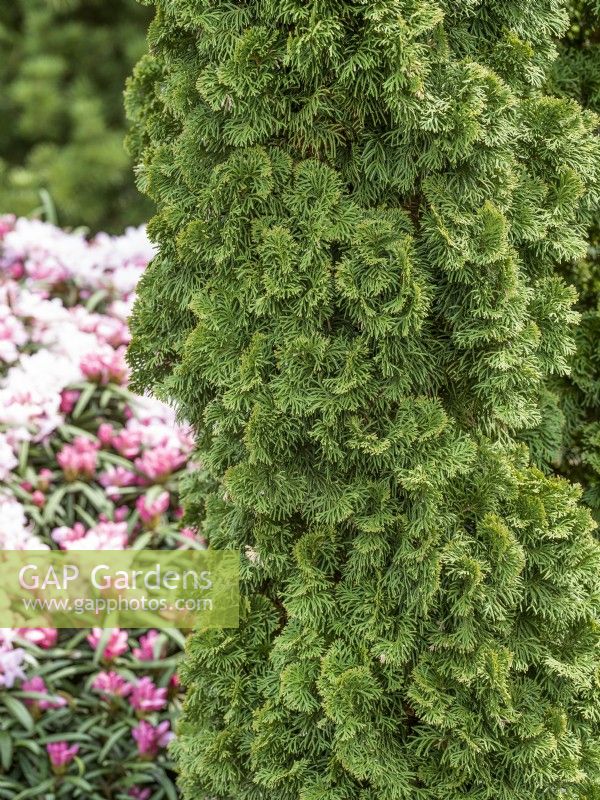 Thuja occidentalis Zmatlik, spring April