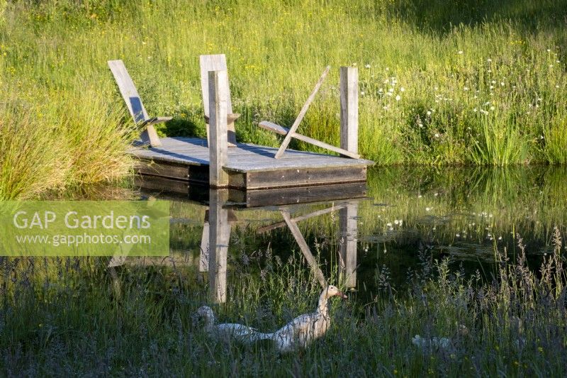 A family of ducks on the banks of a natural pond, wooden landing stage with rustic wooden chairs behind