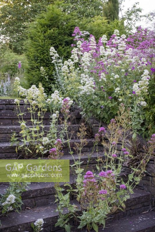 Stone steps rise through a cottage garden border, red and white Valerian self seeding through the stones