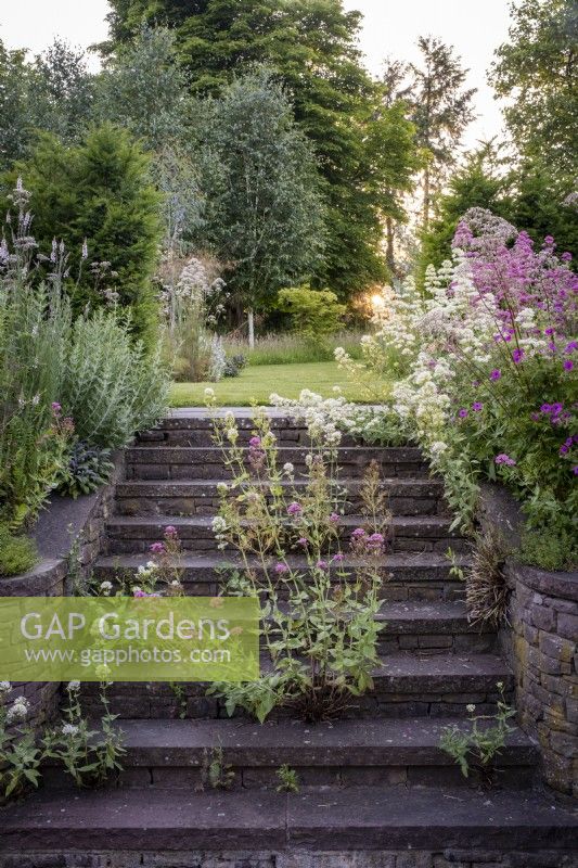 Stone steps rise through a cottage garden border, red and white Valerian self seeding through the stones