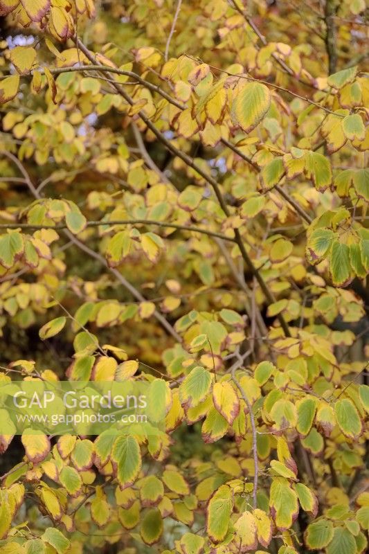 Corylopsis sinensis var. calvescens f. veitchiana - Chinese winter hazel -  autumn colour  in mid November