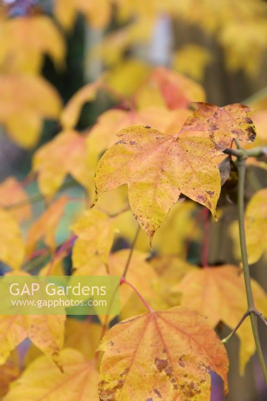 Acer wilsonii in autumn mid November