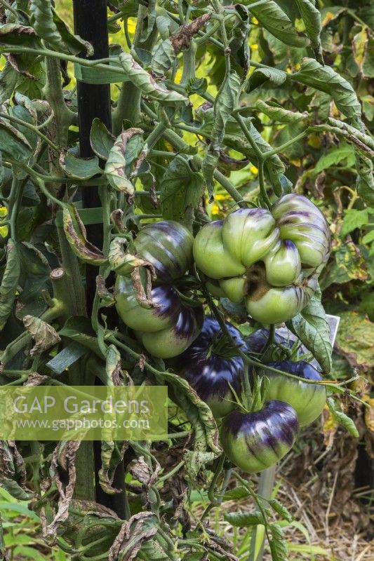 Solanum lycopersicum 'Great White' Tomato plant with insect damage in summer.