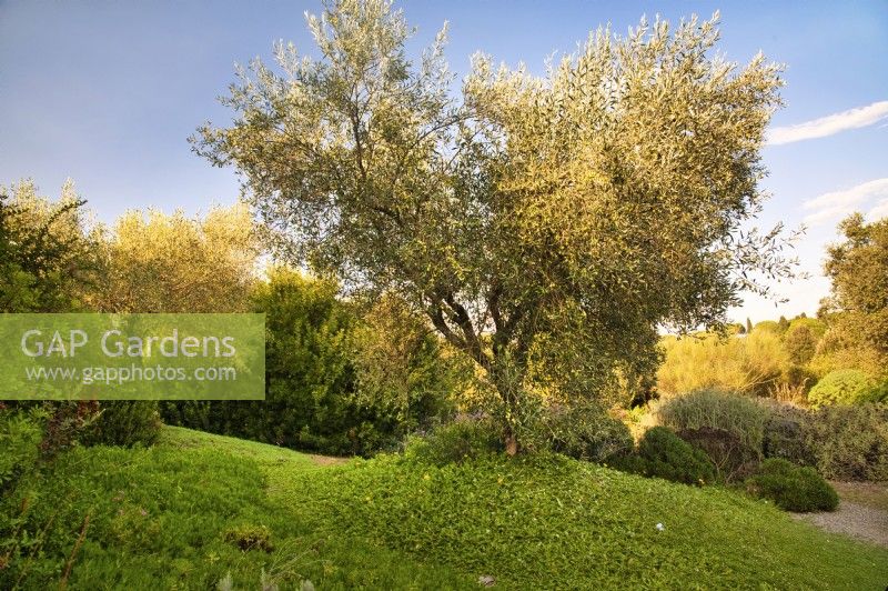 Mediterranean garden with old Olive tree, Olea Europaea.
Ground cover - Arctotheca calendula, Arctotheca prostrata.

Italy, Tuscan Maremma, Orbetello
Autumn season, October

