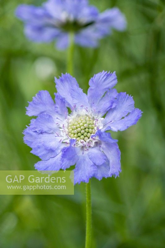 Scabiosa caucasica 'Perfecta Blue', scabious, an herbaceous perennial with pale blue flowers from June into autumn.
