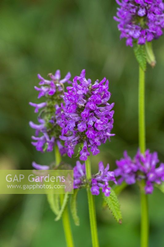 Stachys monieri  'Hummelo', betony, an herbaceous perennial bearing stems topped by heads of bright pink flowerlets from June.