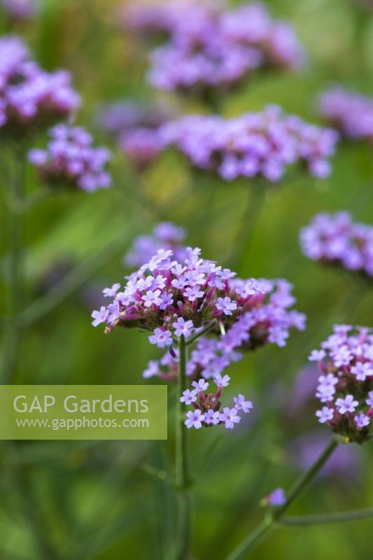 Verbena bonariensis, a lanky, self-seeding perennial with luminous purple flowers from May until winter.