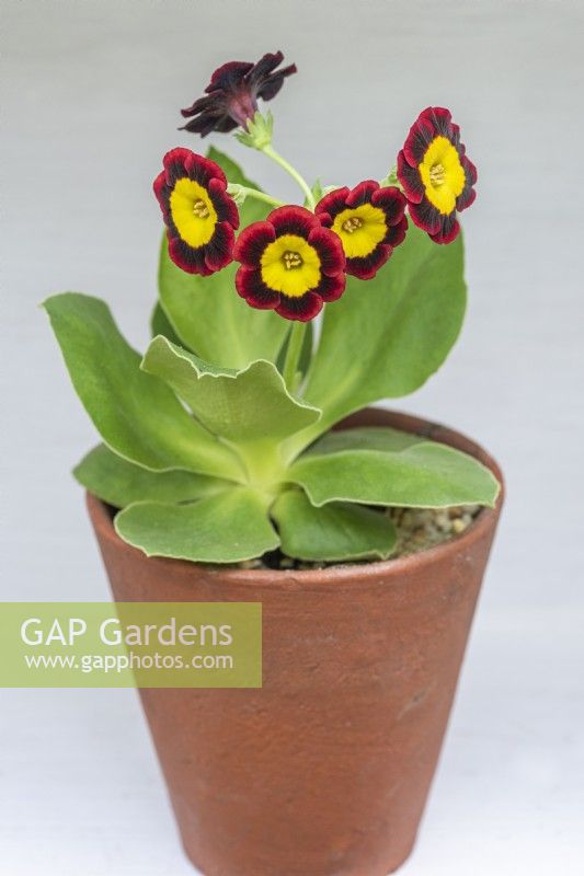 Primula auricula 'Emmett Smith', a gold centred alpine auricula enclosed by wavy, velvety crimson petals