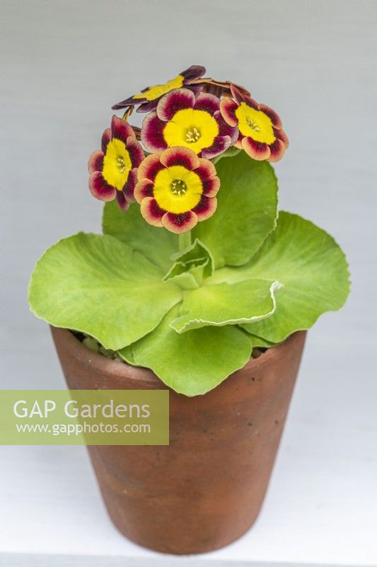Primula auricula 'Bewitched', a gold centred alpine auricula enclosed by wavy petals in reddish and rich brown shades.
