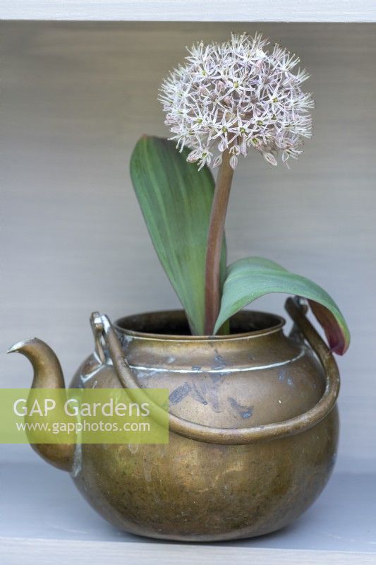 A vintage brass kettle planted with white Allium karataviense,  ornamental onion.