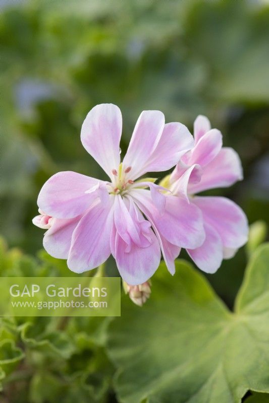 Pelargonium 'Saga', a dwarf pelargonium with pink flowers from early summer.