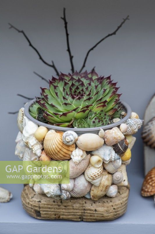 Sempervivum 'Sir William Lawrence' planted in a plastic pot with sea shells glued on, in a seaside themed display.