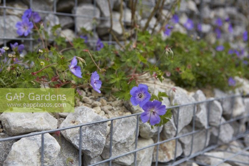 Geranium 'Johnston Blue' amongst gabions. Summer.