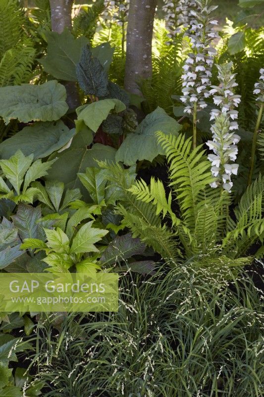 Shady border planting including Acanthus spinosa, Molina caerulea subsp. caerulea 'Edith Dudszus', Rodgersia podophylla and fern. Summer.