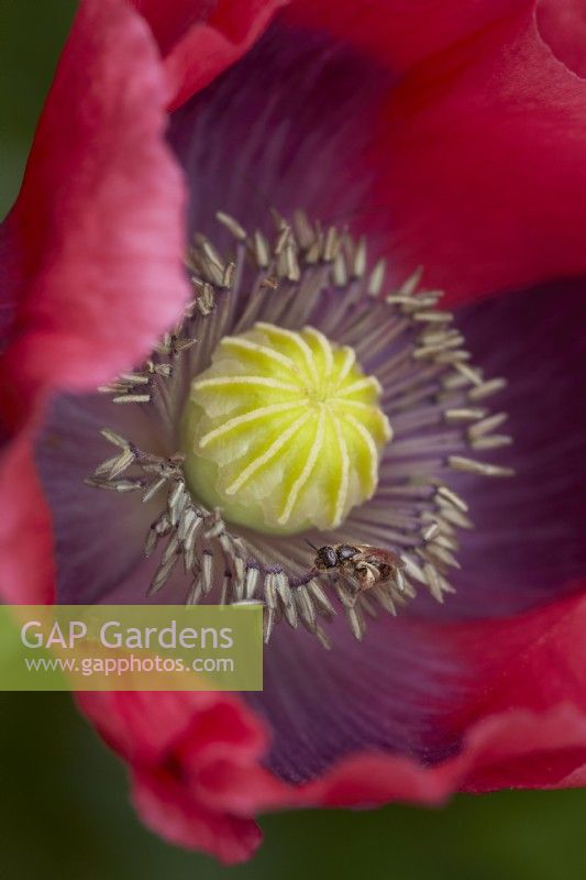 Papaver somniferum with Wool Carder Bee. Summer.