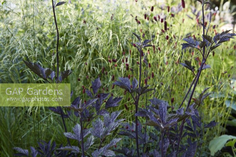 Actaea simplex Atropurpurea with ornamental grasses. Summer.