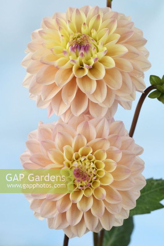 Dahlia  'Princesse Elisabeth'  Alternative spellings Princess Elizabeth  Decorative dahlia  August